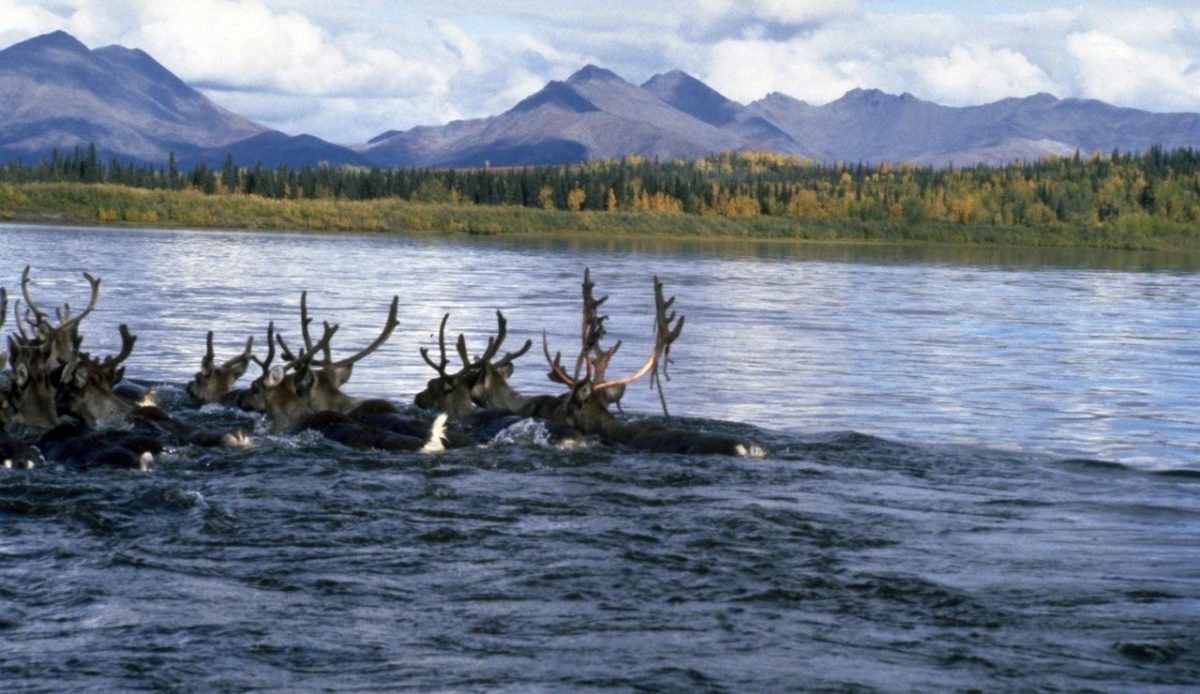 Kobuk River runs through Kobuk Valley National Park, Alaska                                Western Arctic 