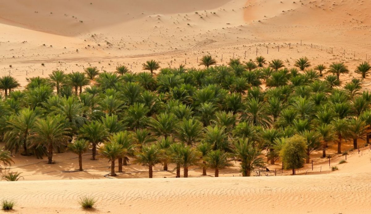 Liwa Desert safari Abu Dhabi - Abu Dhabi - United Arab Emirates                         