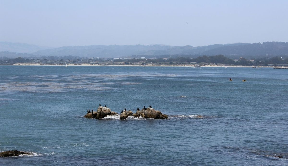 Monterey Bay, California, USA                          