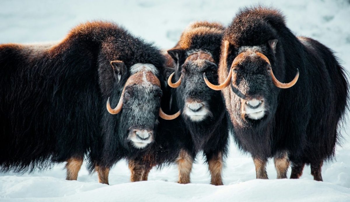 Muskox                     