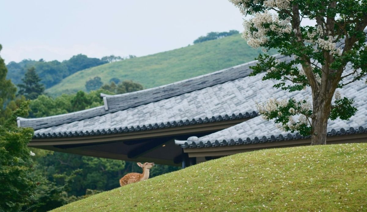 Nara, Japan                        