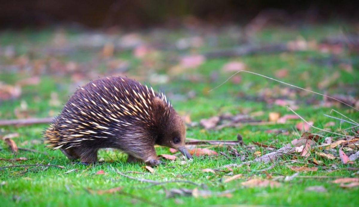 Natural Habitat Adventures                            