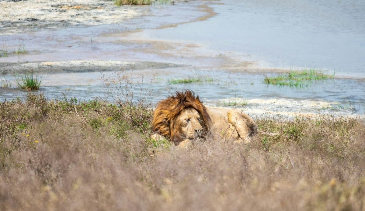 Ngorongoro Conservation Area, Tanzania                               