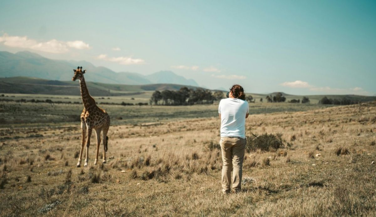 woman photographer taking a picture of a giraffe in jungle        