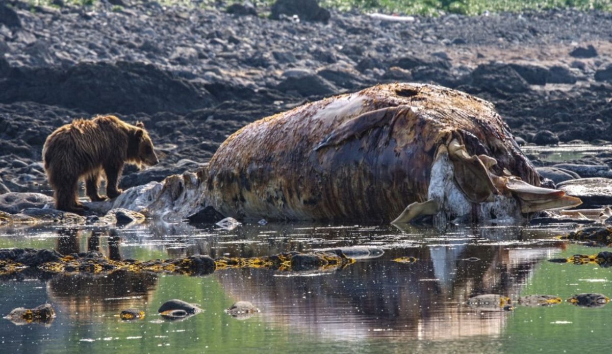 Shiretoko Peninsula, Japan                           