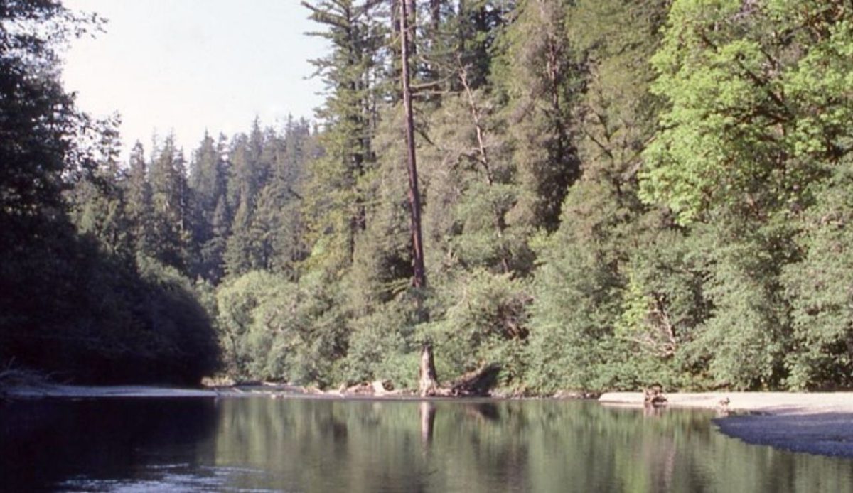 Tall trees trail, Redwood National Park                      