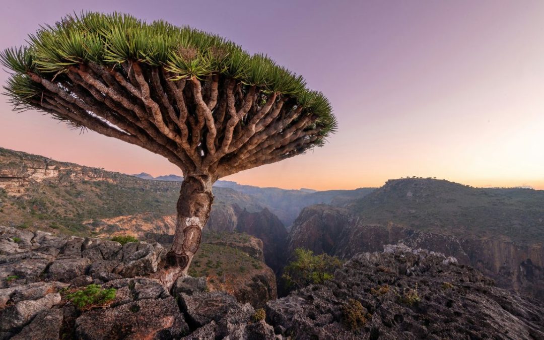 10 Destinations Where Rare Plant Life Still Thrives Against the Odds