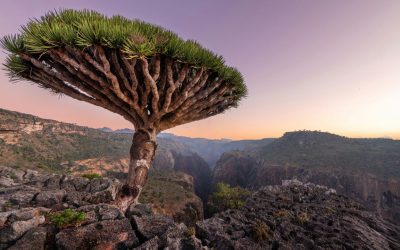 10 Destinations Where Rare Plant Life Still Thrives Against the Odds