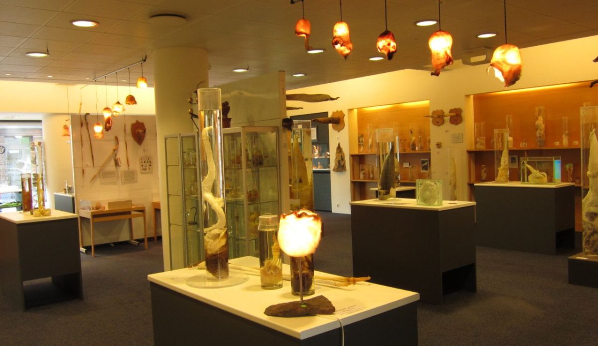  Icelandic Phallological Museum, Iceland