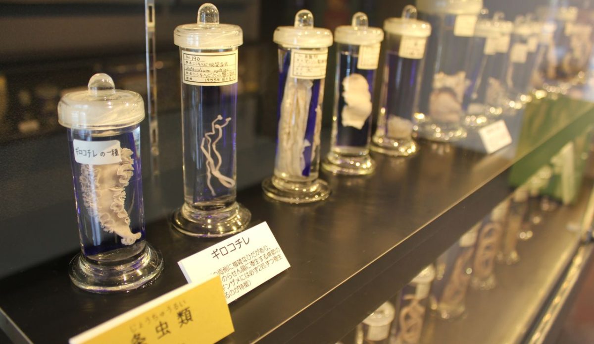 Meguro Parasitological Museum, Japan