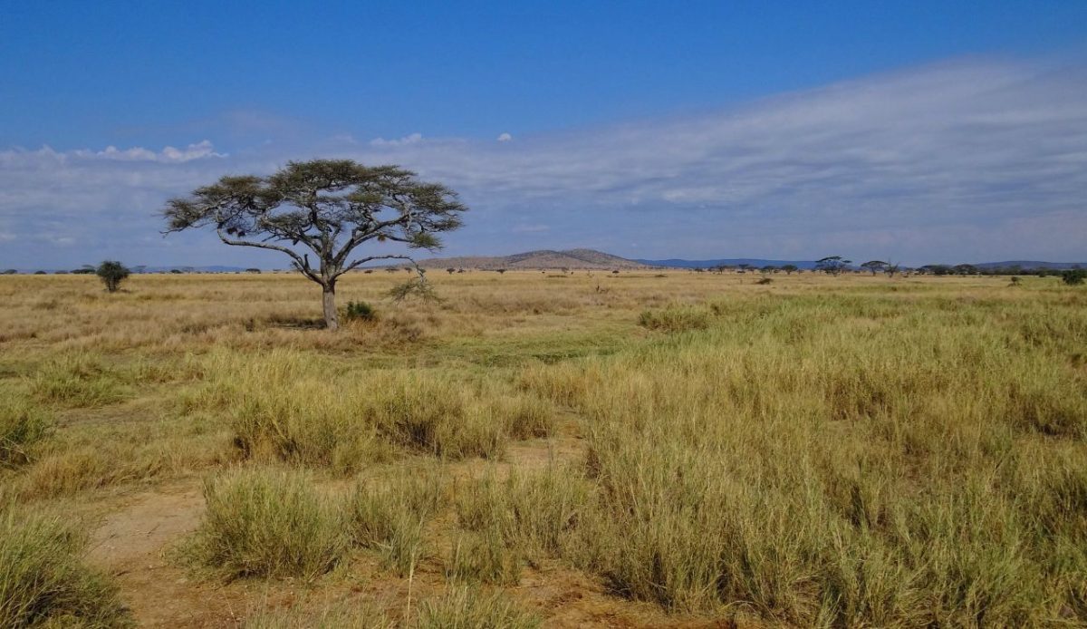 10 Stunning National Parks Outside the U.S. Travel Experts Recommend 6 Serengeti National Park, Tanzania