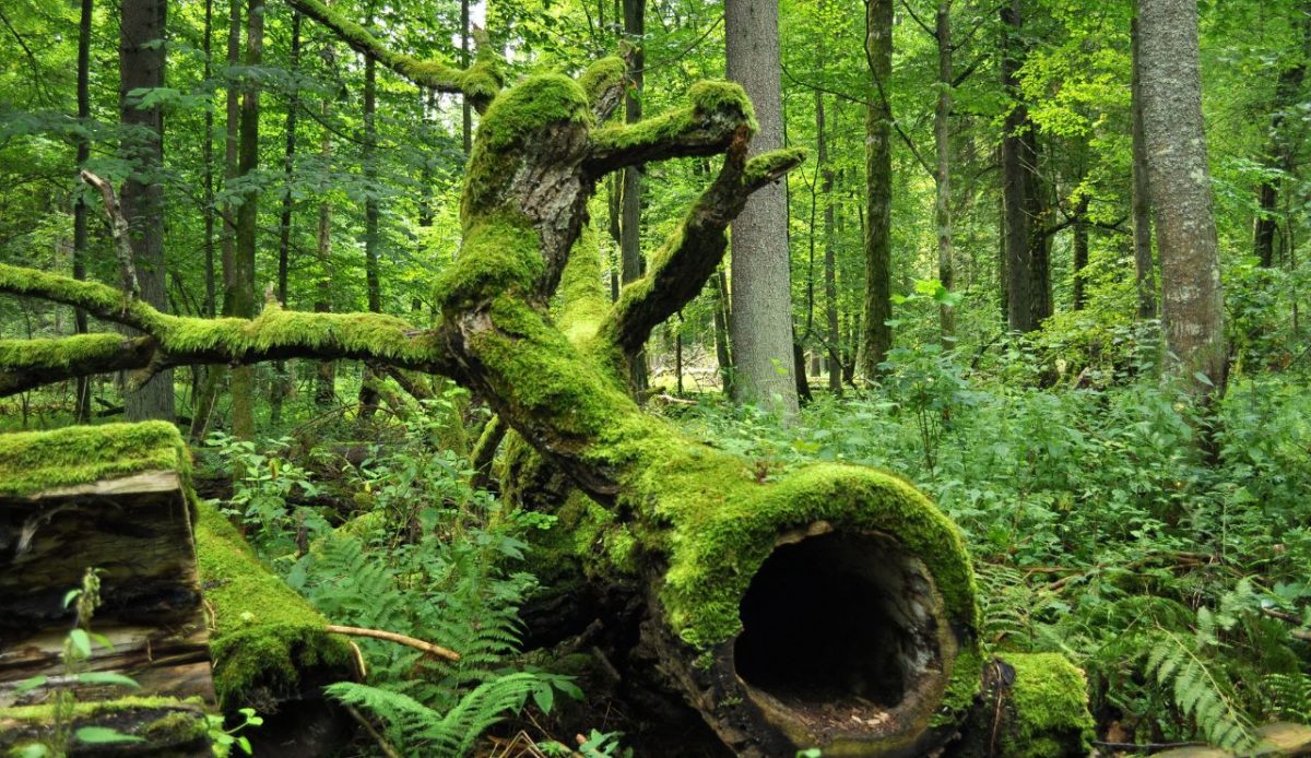 Białowieża Forest, Poland