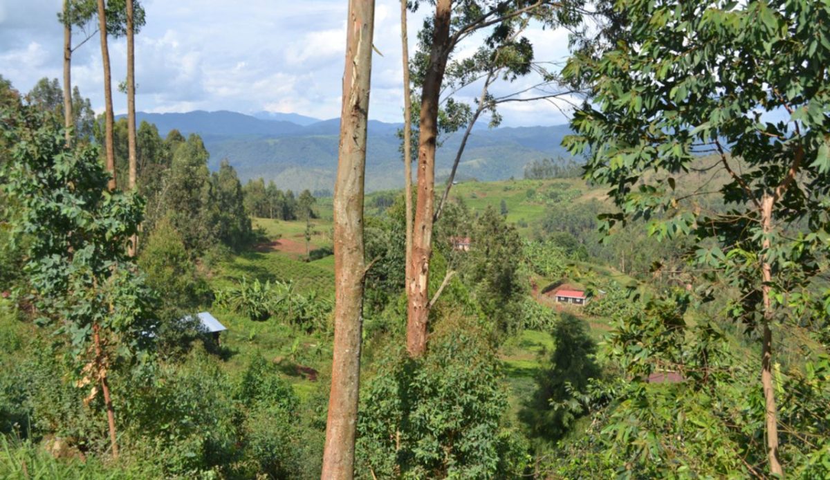Nyungwe Forest, Rwanda