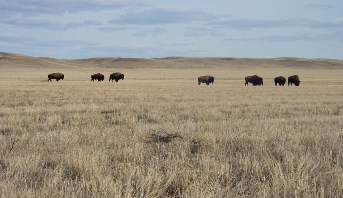 Grasslands National Park, Saskatchewan, Canada