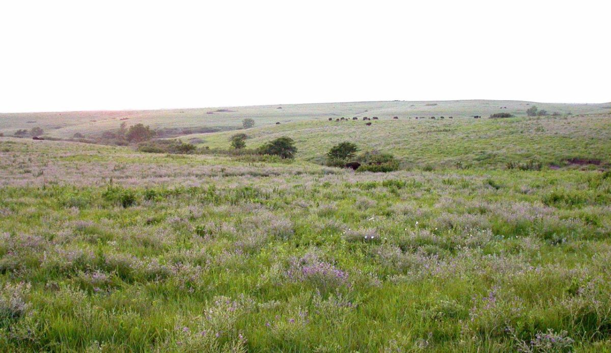 Konza Prairie, Kansas, USA 