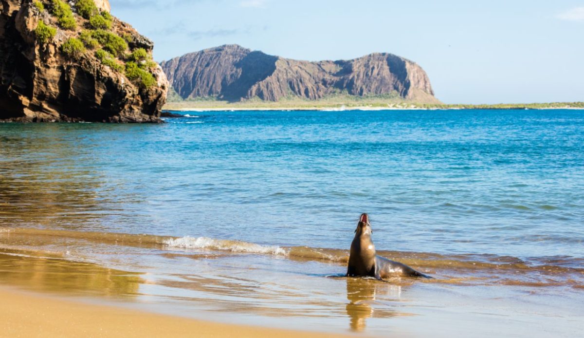 Floreana Island, Galápagos, Ecuador