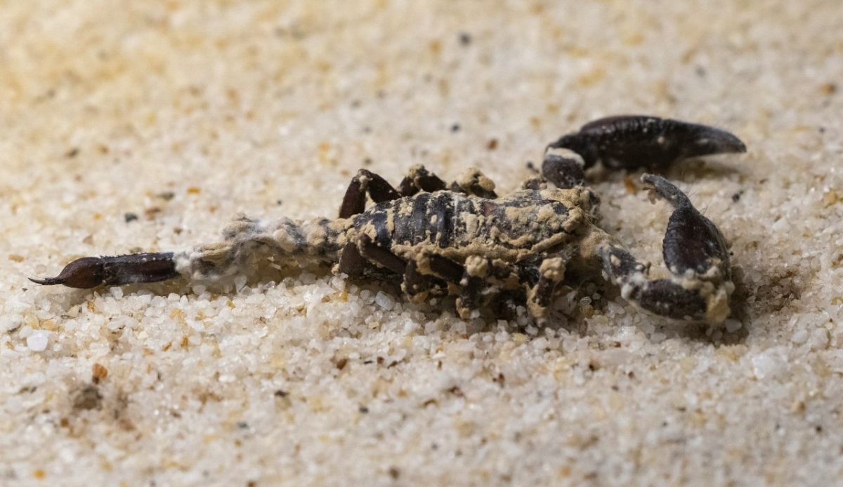 Understand Local Wildlife