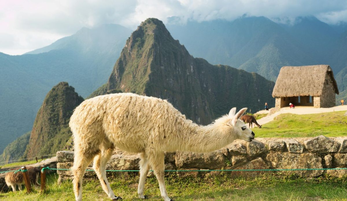 Llama Trekking, Peru