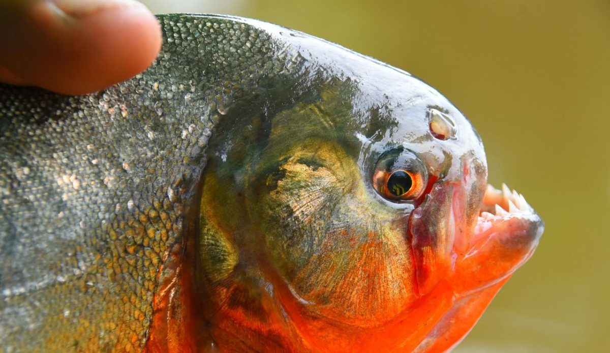 Piranha Fishing, Brazil