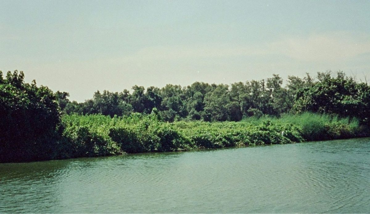 Upper Eilanden River Area, Papua, Indonesia                            