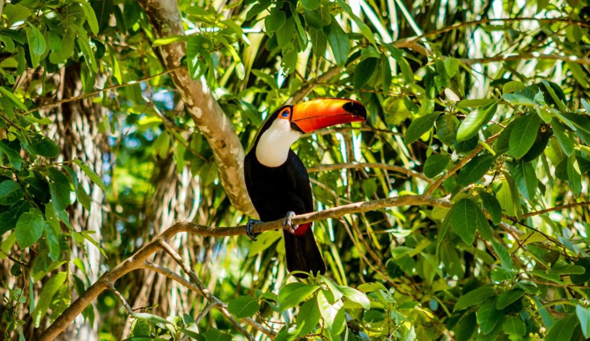 Pantanal, Brazil