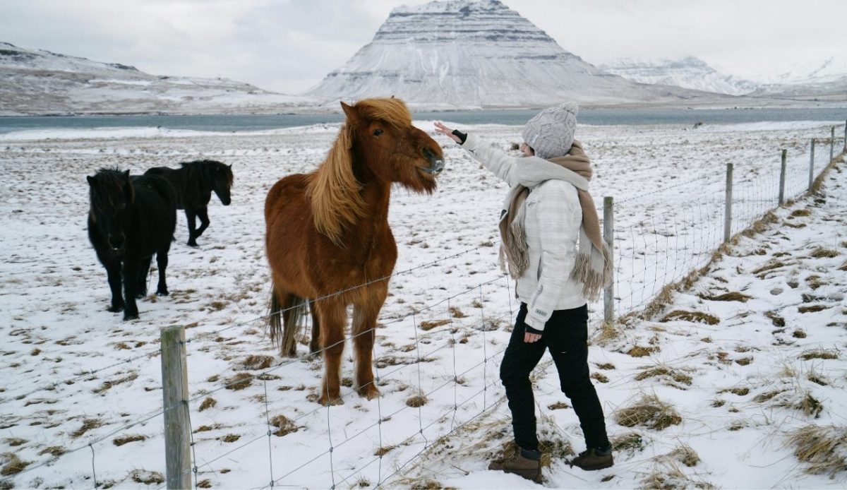 a woman is touching animal across fence                      
