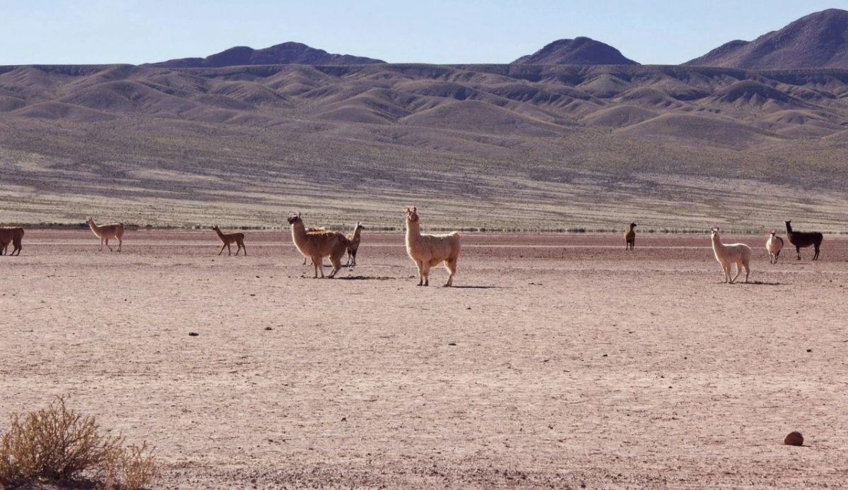 14 High-Altitude Regions Where Survival Depends on Preparation 11 altiplano lhamas San Pedro de Atacama, Chile