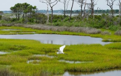 7 Wildlife-Rich Places in the U.S. Where Nature Still Shapes Daily Life