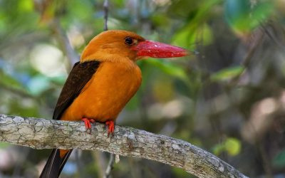 10 Dangerous Wildlife Hotspots Where You Can Spot Extremely Rare Birds