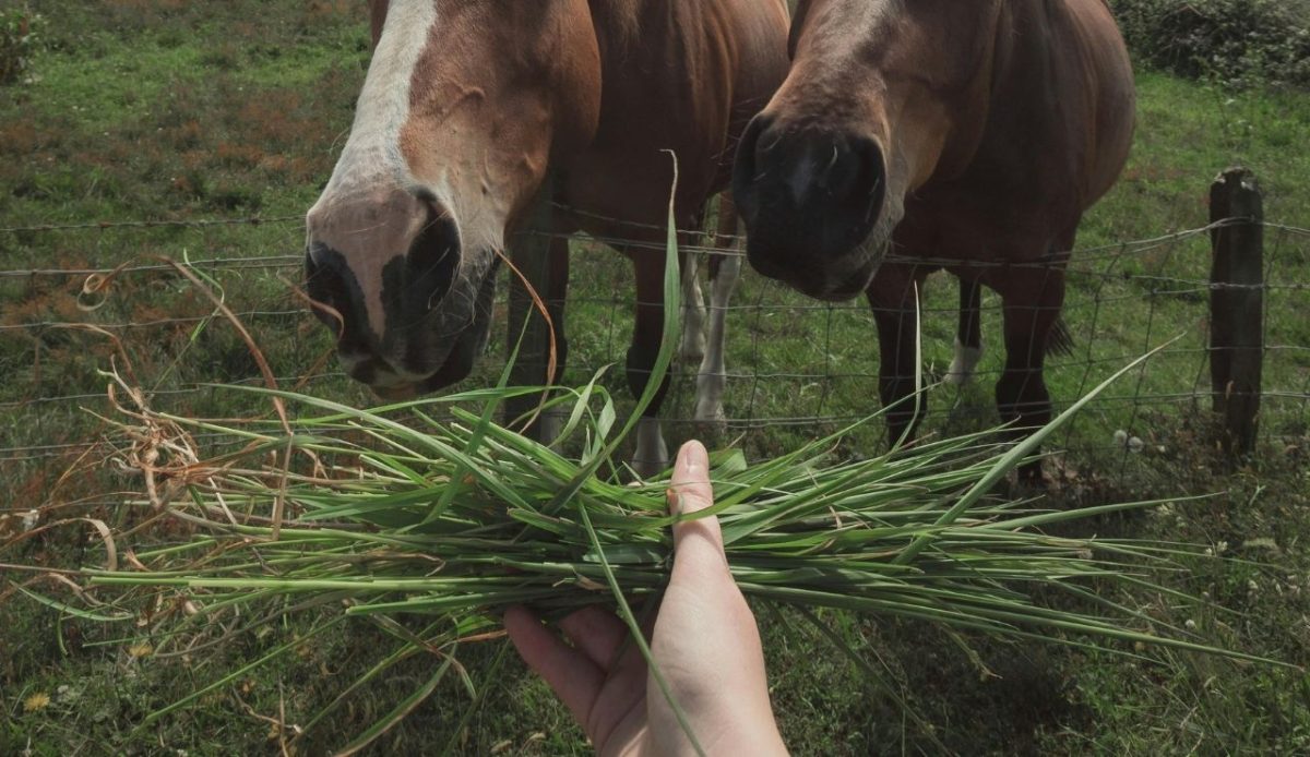 feeding amish horse                     
