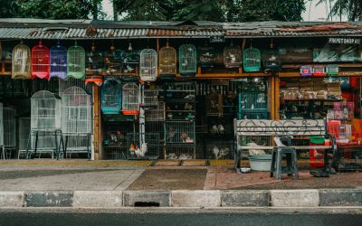 12 Destinations Where Rare Animals Are Still Illegally Sold In Plain Sight