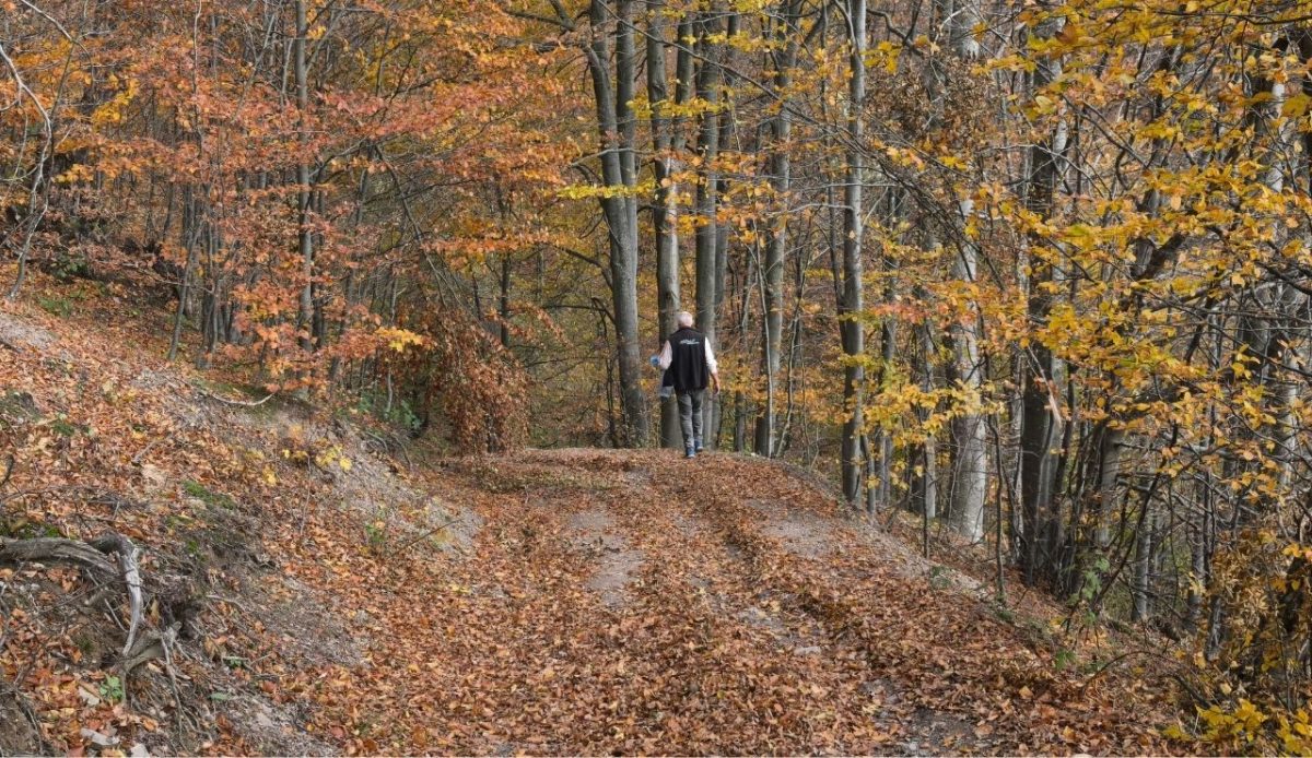 12 Seasonal Hiking Goals to Make 2026 Your Best Outdoor Year Yet 10 leaf covered trail