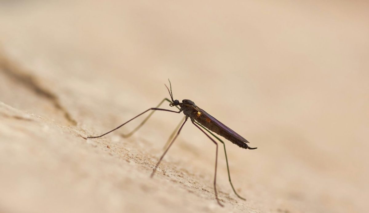 picture of mosquito                  