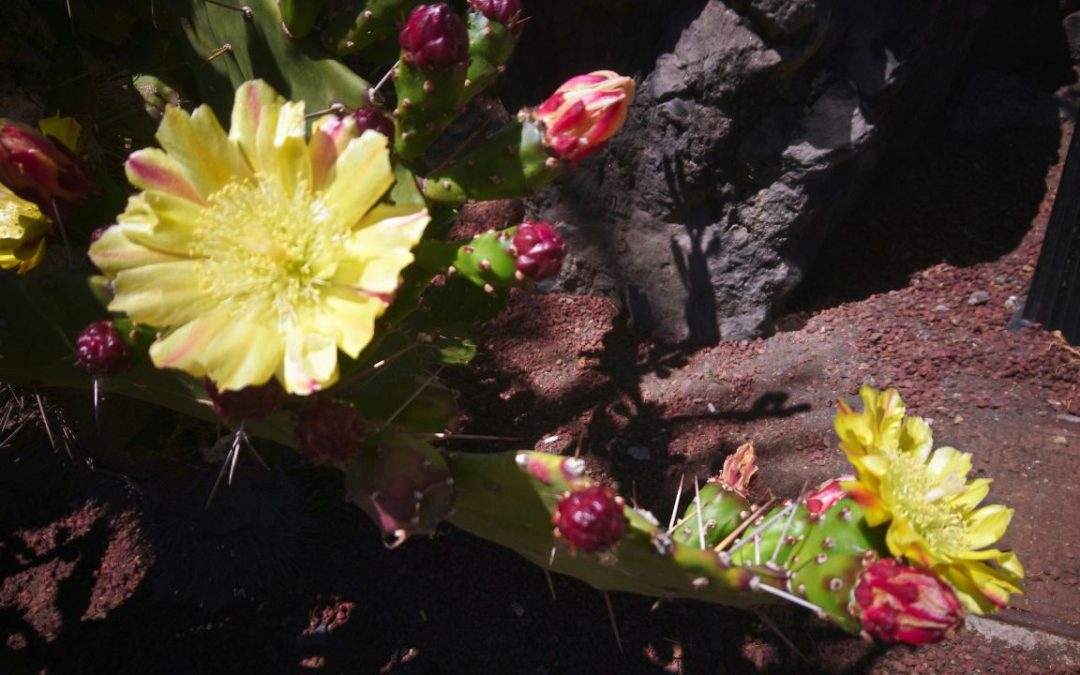 11 Uncanny Places Where the World’s Rarest Flowers Still Bloom