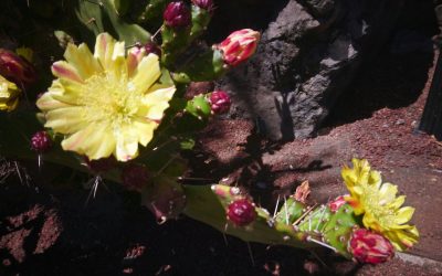11 Uncanny Places Where the World’s Rarest Flowers Still Bloom