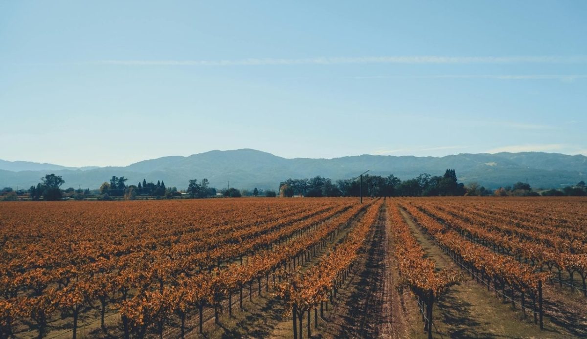 Autumn vineyard in Napa Valley, Napa County, California, United States