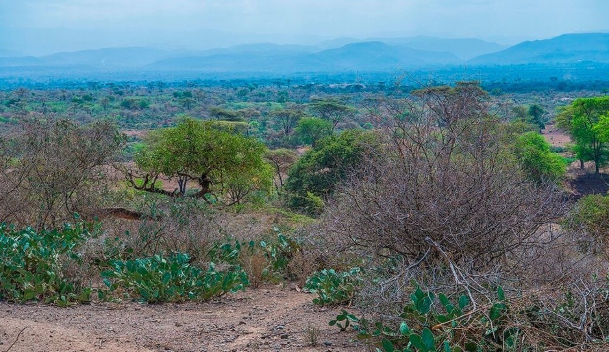 Awash National Park                                  
