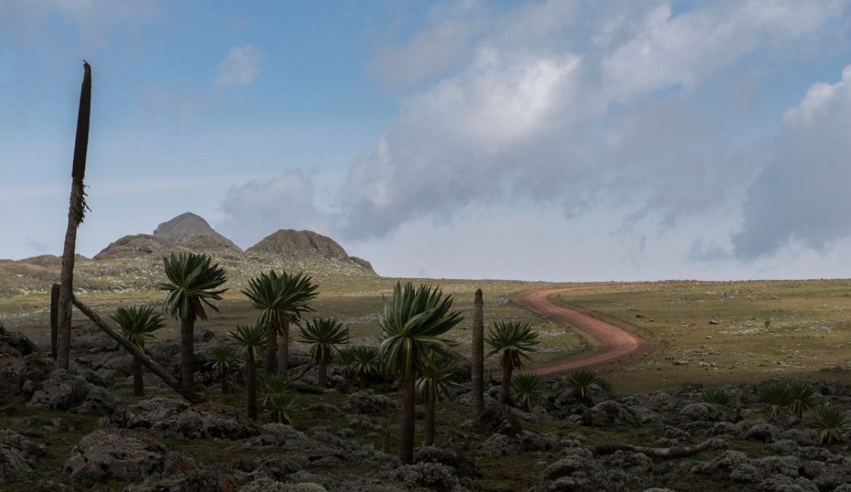Bale Mountains National Park                                 