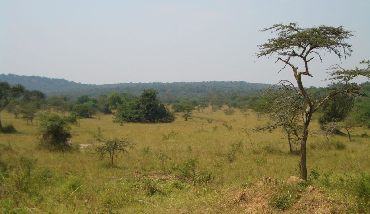 9 Uganda Zones Hiding Prison Risks 4 Bwindi Impenetrable National Park