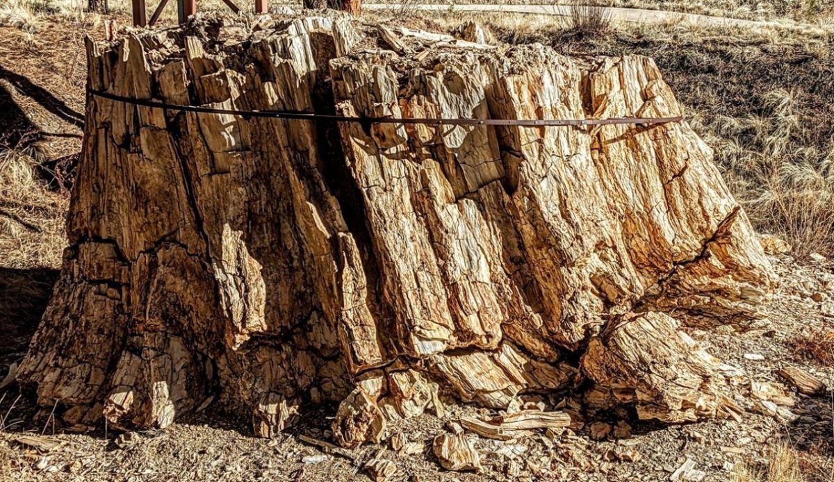 Florissant Fossil Beds National Monument, Colorado                                       