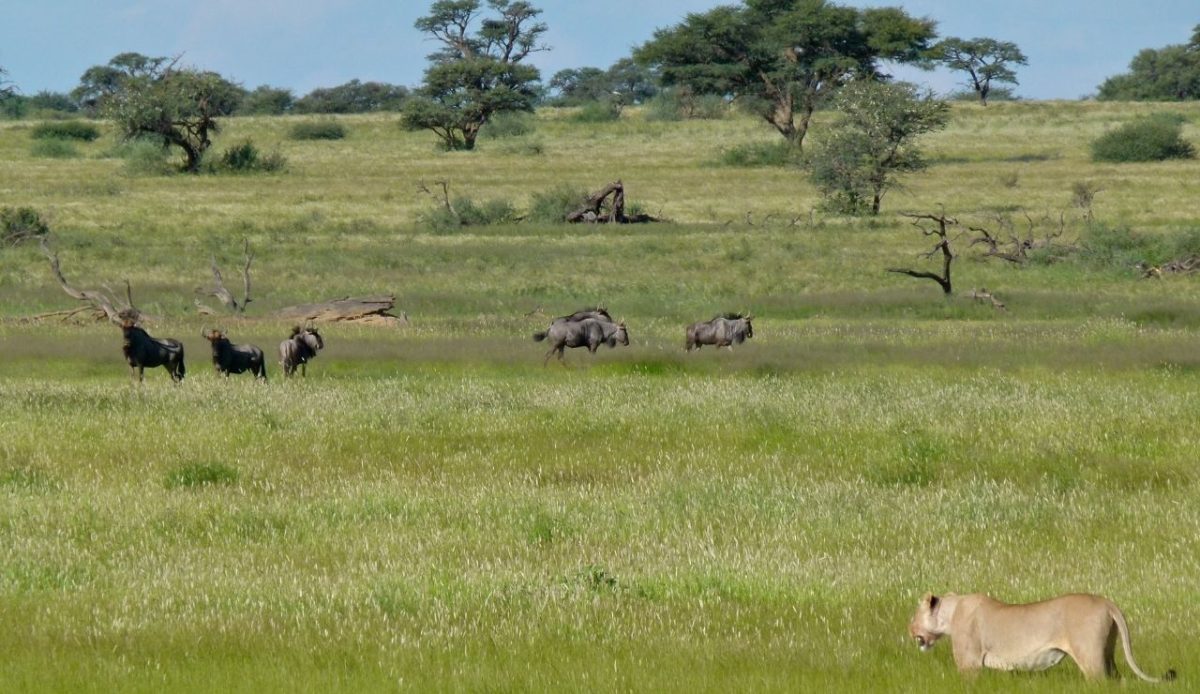 Kgalagadi Transfrontier Park 4x4 Trails                           