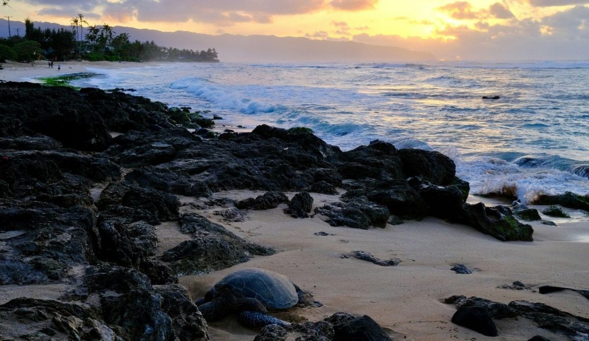 Laniakea Beach, North Shore, Hawaii, USA                                              