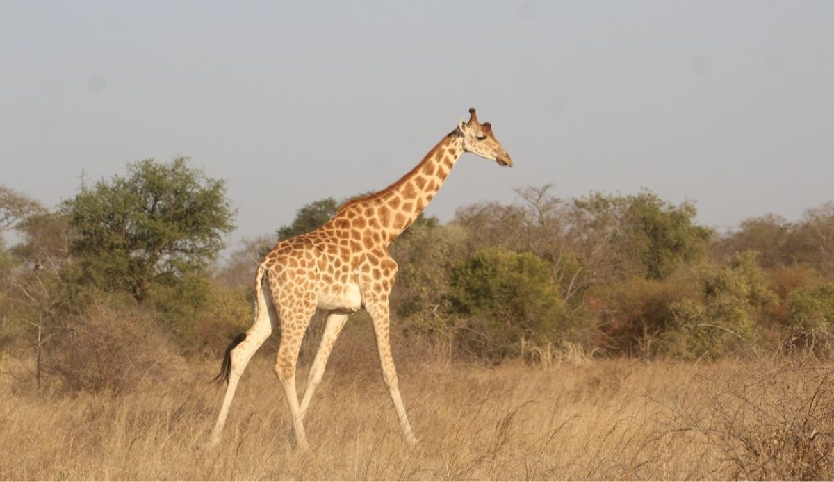 Manda National Park, Chad                            
