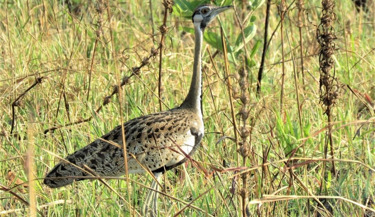 Moyowosi Reserve, Tanzania                          