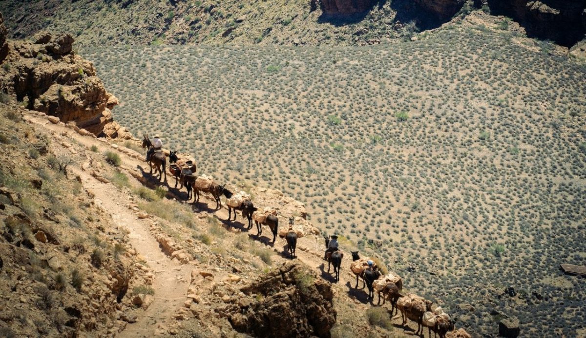 9 U.S. Road Trips Ruined by 2026 Crowds 7 Mule Caravan on South Rim Trail in Grand Canyon, Arizona, United States