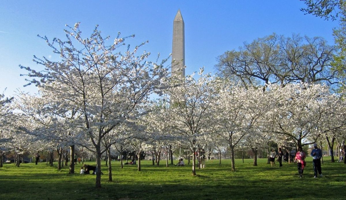 National Cherry Blossom Festival                                        