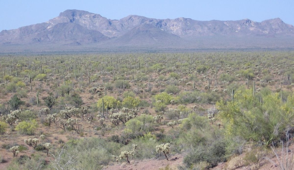 Organ Pipe Cactus National Monument, Arizona                                       