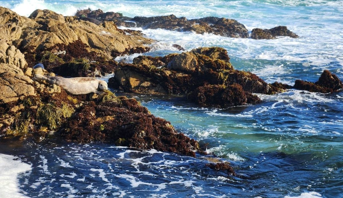 Pacific Grove, California, USA                                              