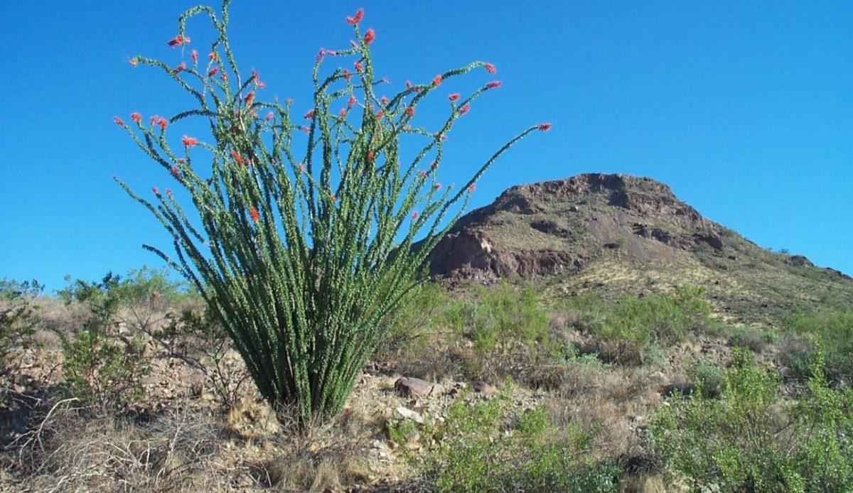 Phoenix Mountain Preserve                                      