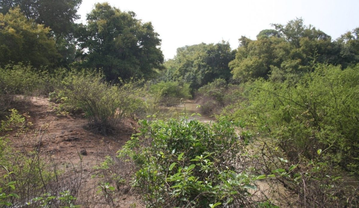 Pô Dit Kaboré Tambi National Park, Burkina Faso                                       